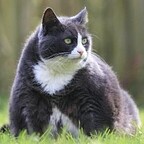 carltheobesecat's avatar