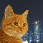 chenxiangcheng's avatar